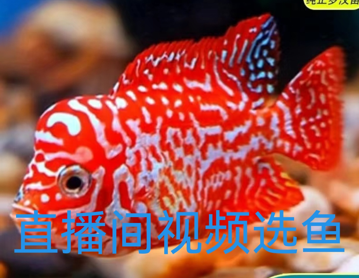 罗汉鱼金花火凤高起头耐活好养，直播间直播选鱼