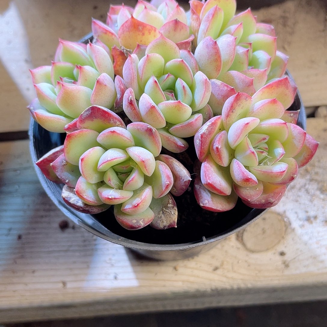 1619  荷花 六月六