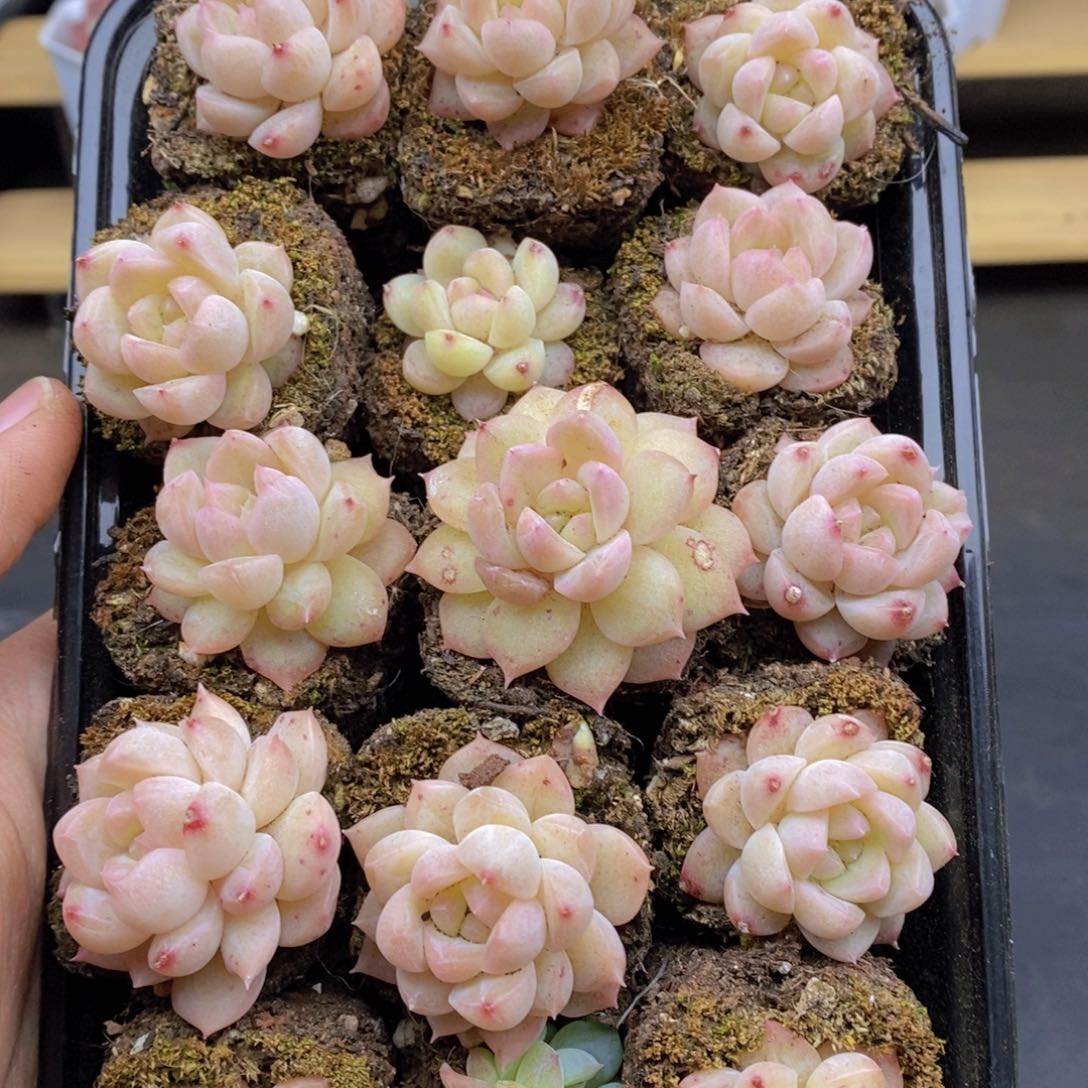 春泥家9.9包邮E1