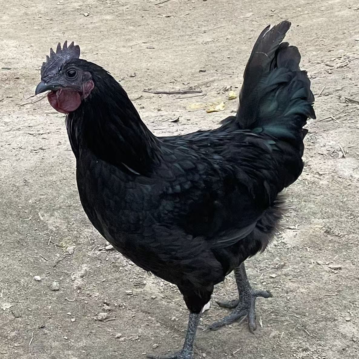 五黑鸡宠物鸡12只（活的包邮）