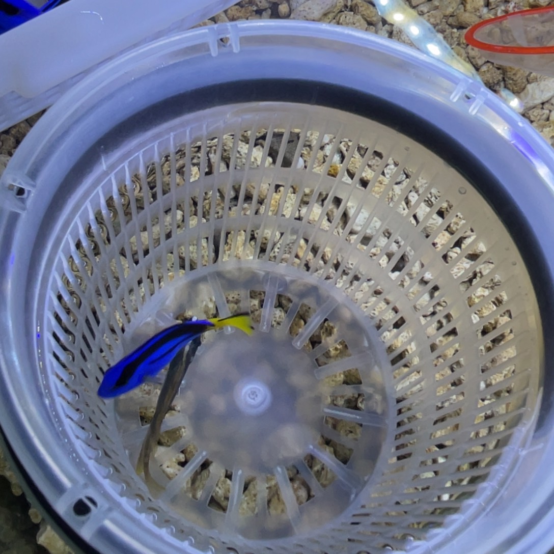 海水鱼蓝调一条顺丰包邮