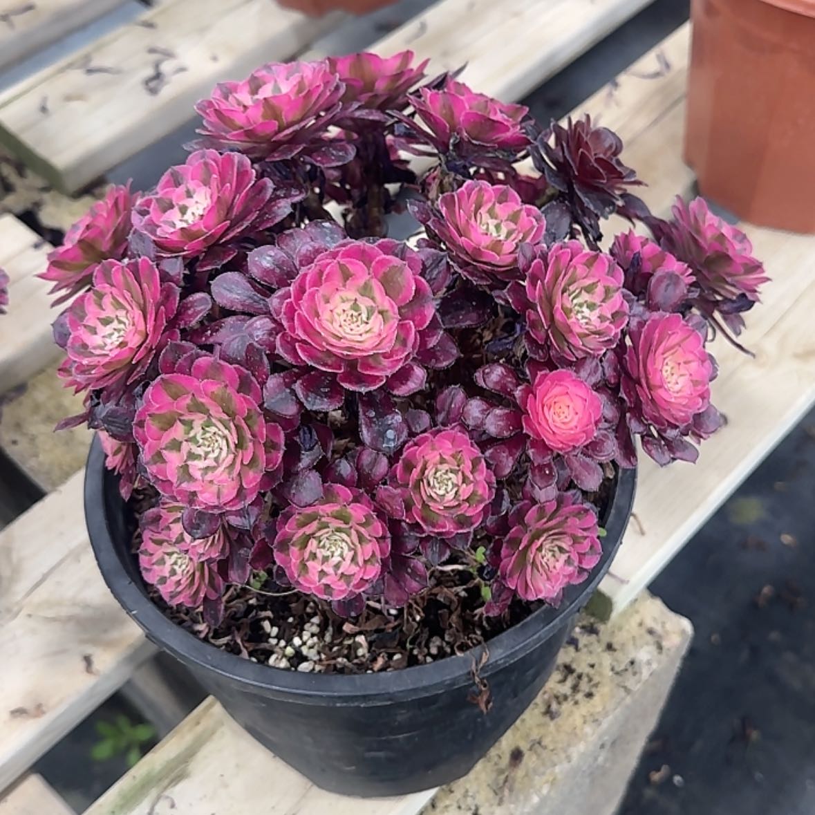 【闪购商品】法师多肉