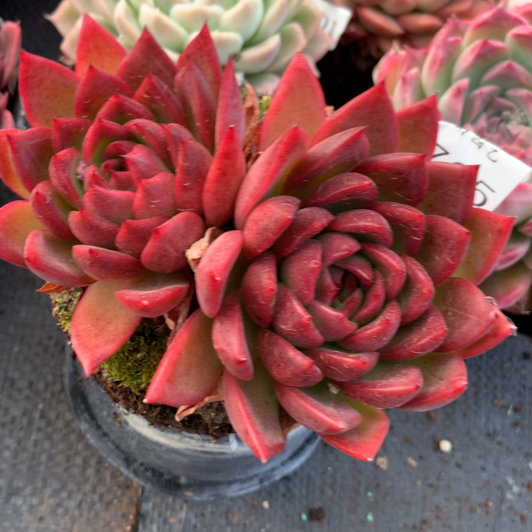 6705新年快乐发发发