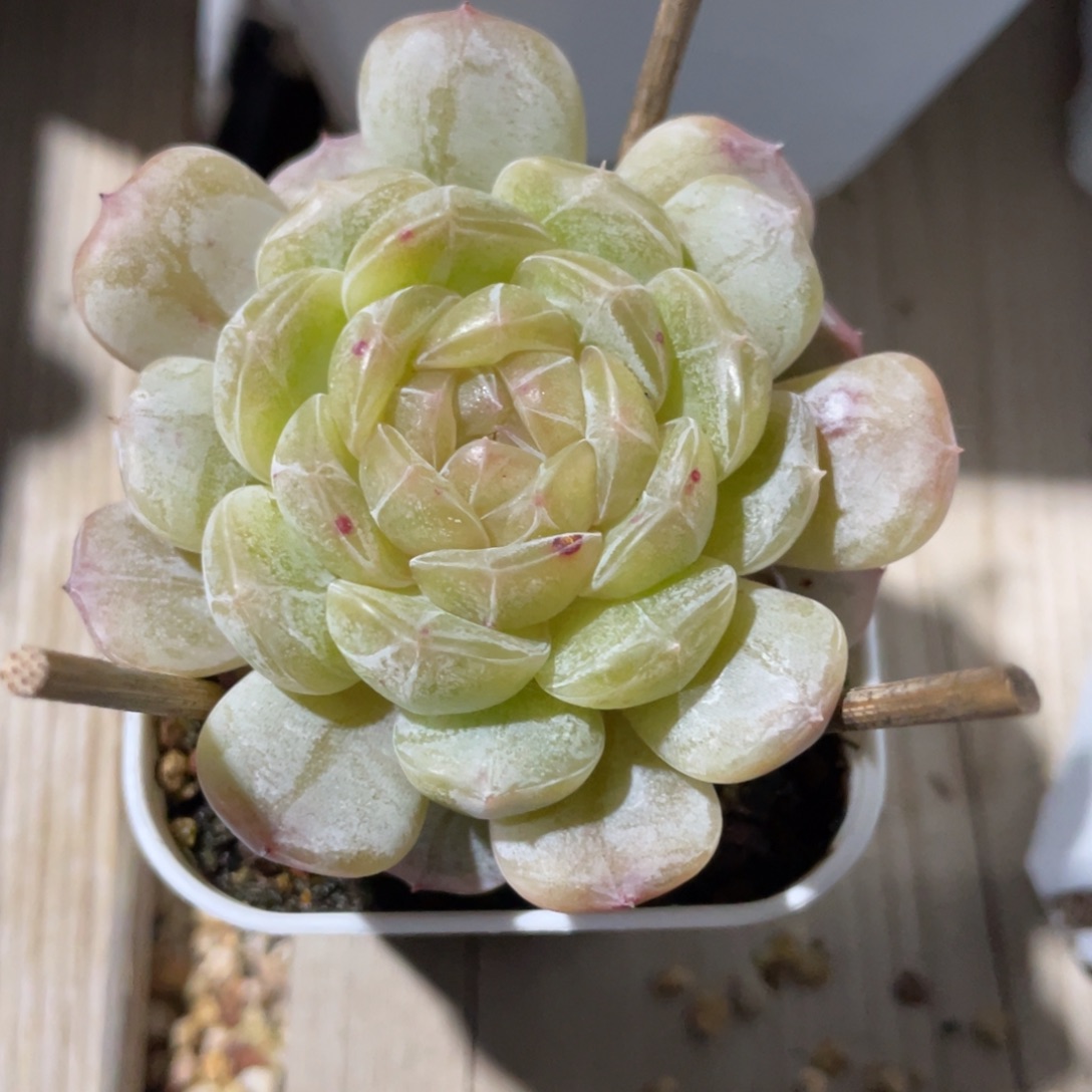 Z优选白恋多肉福利2723