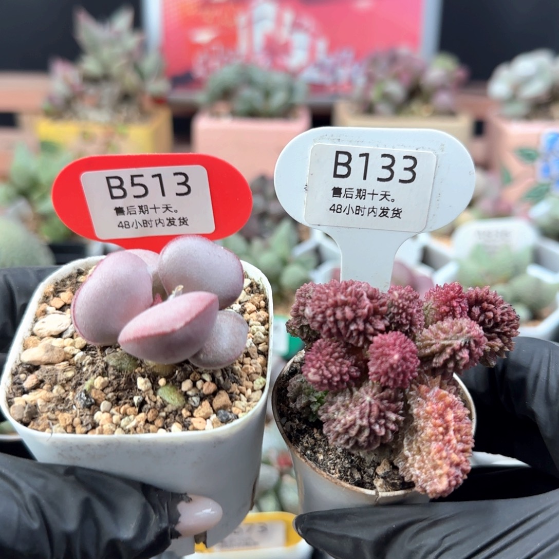 赚***乐福利。  513。 133。 