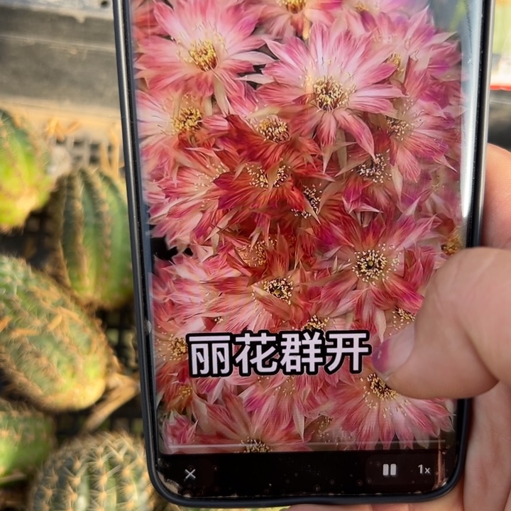 5地捡丽花平面模特虫咬丑斑歪软无根侧芽4公分左右20包邮