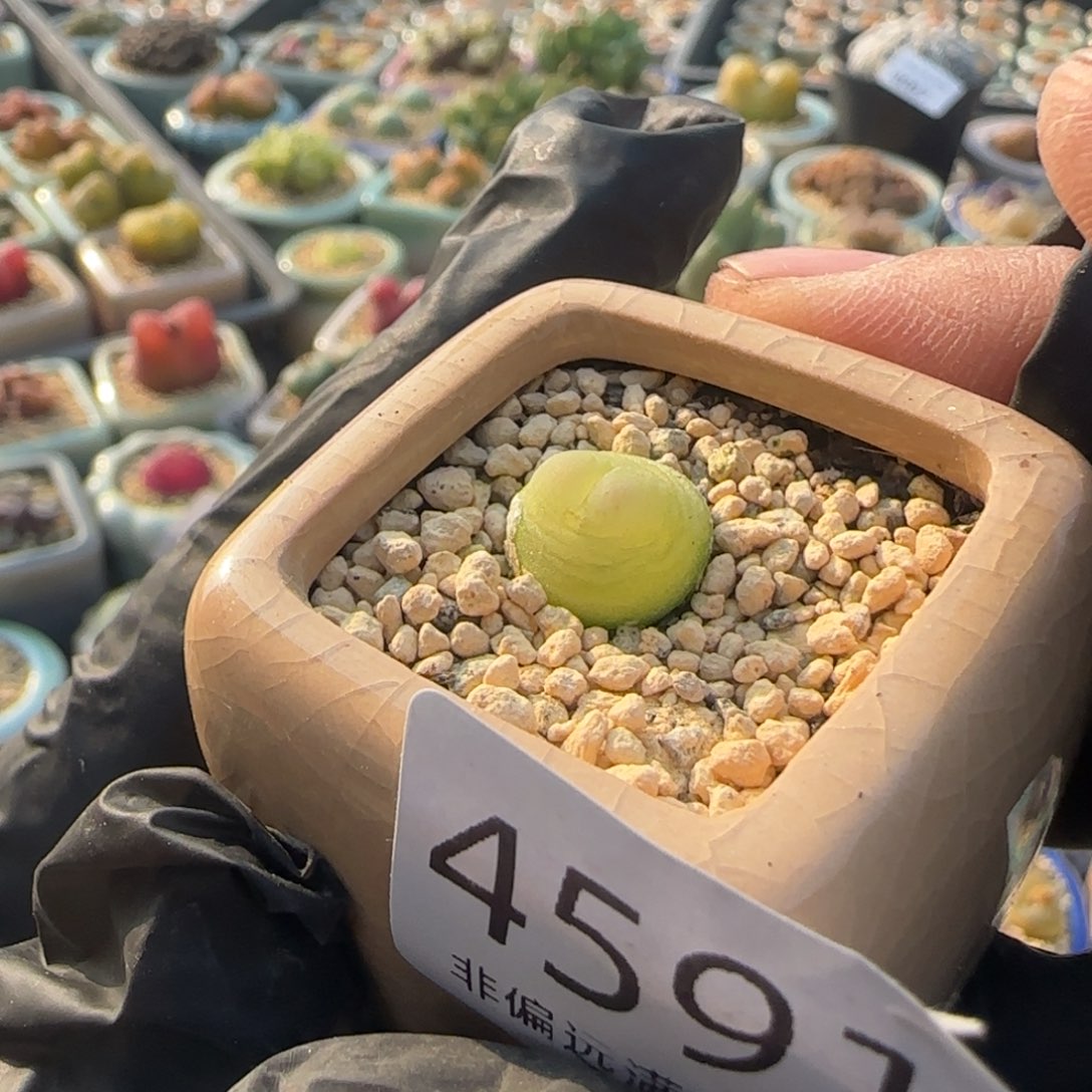 4591-一物一拍 带盆