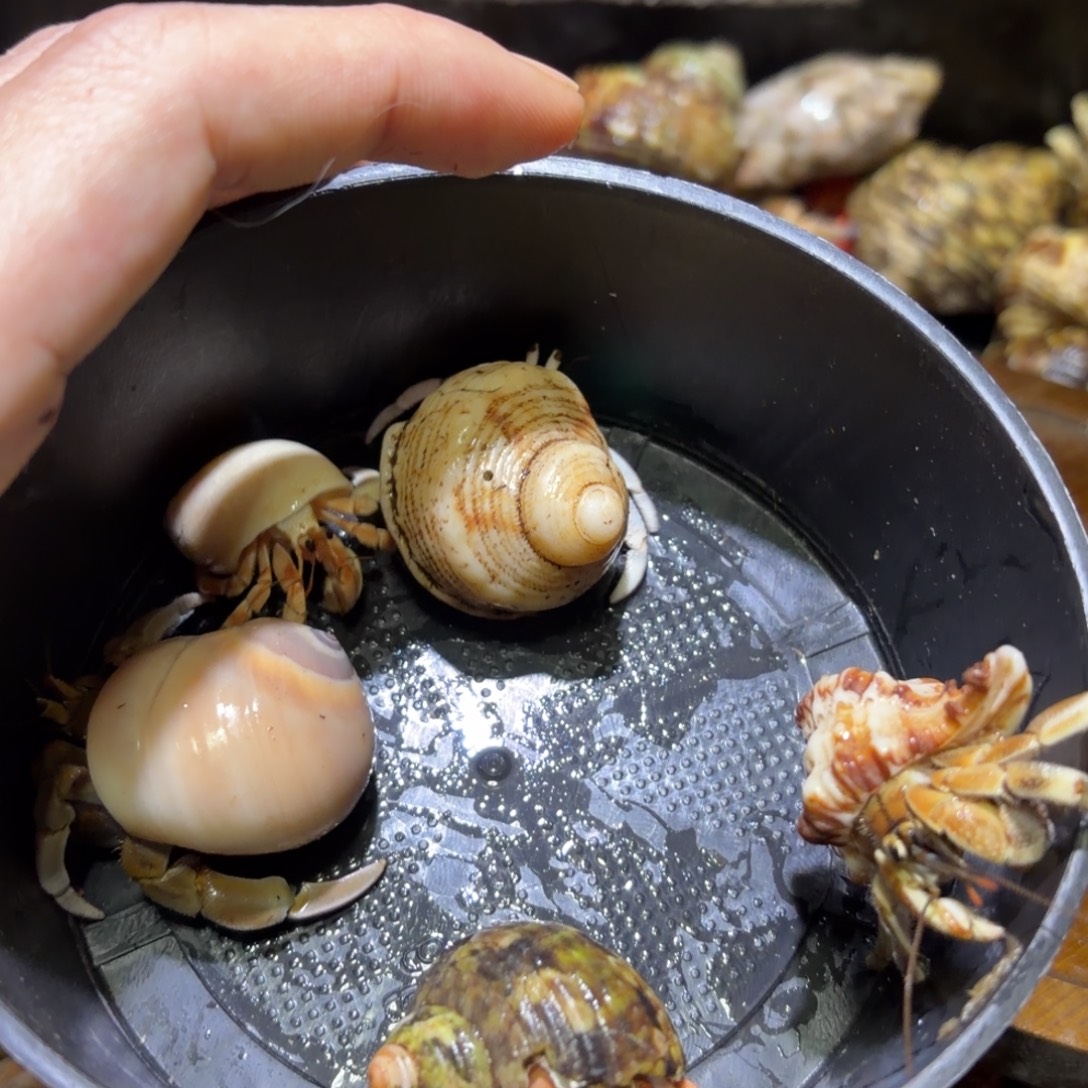 活体寄居蟹 不退不换 43