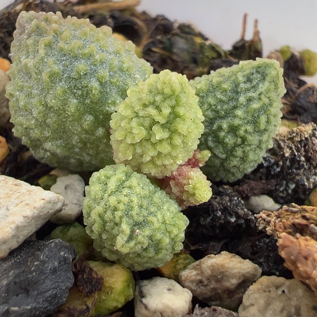 丸叶翠绿石多肉植物水泡