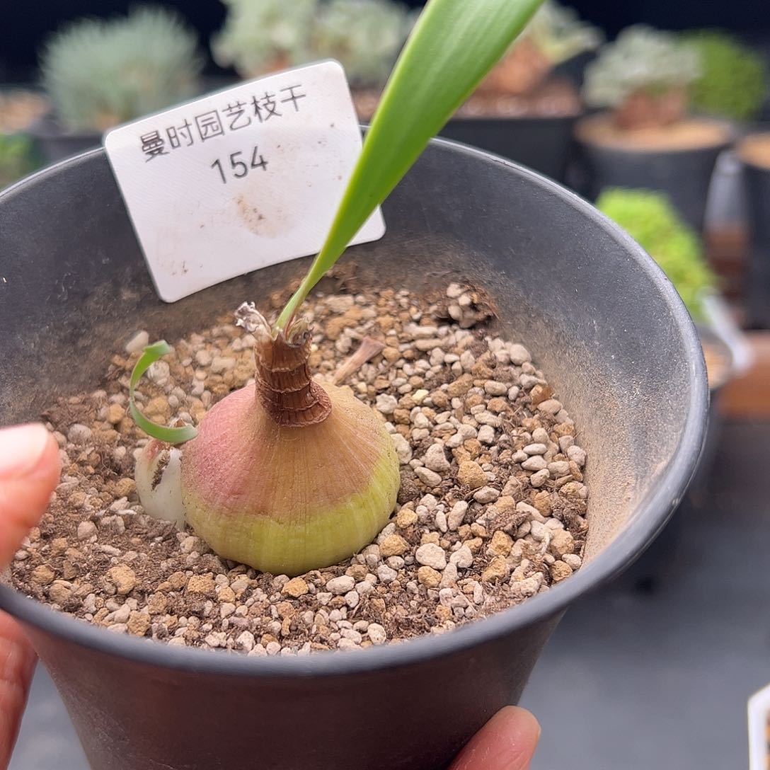 154号卷叶垂筒花11.6多肉