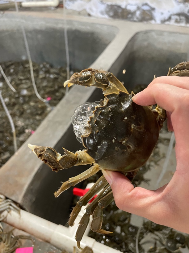 六月黄活蟹 20只 顺丰鲜活发货 精品大螃蟹 送2只陆损共20只 包活