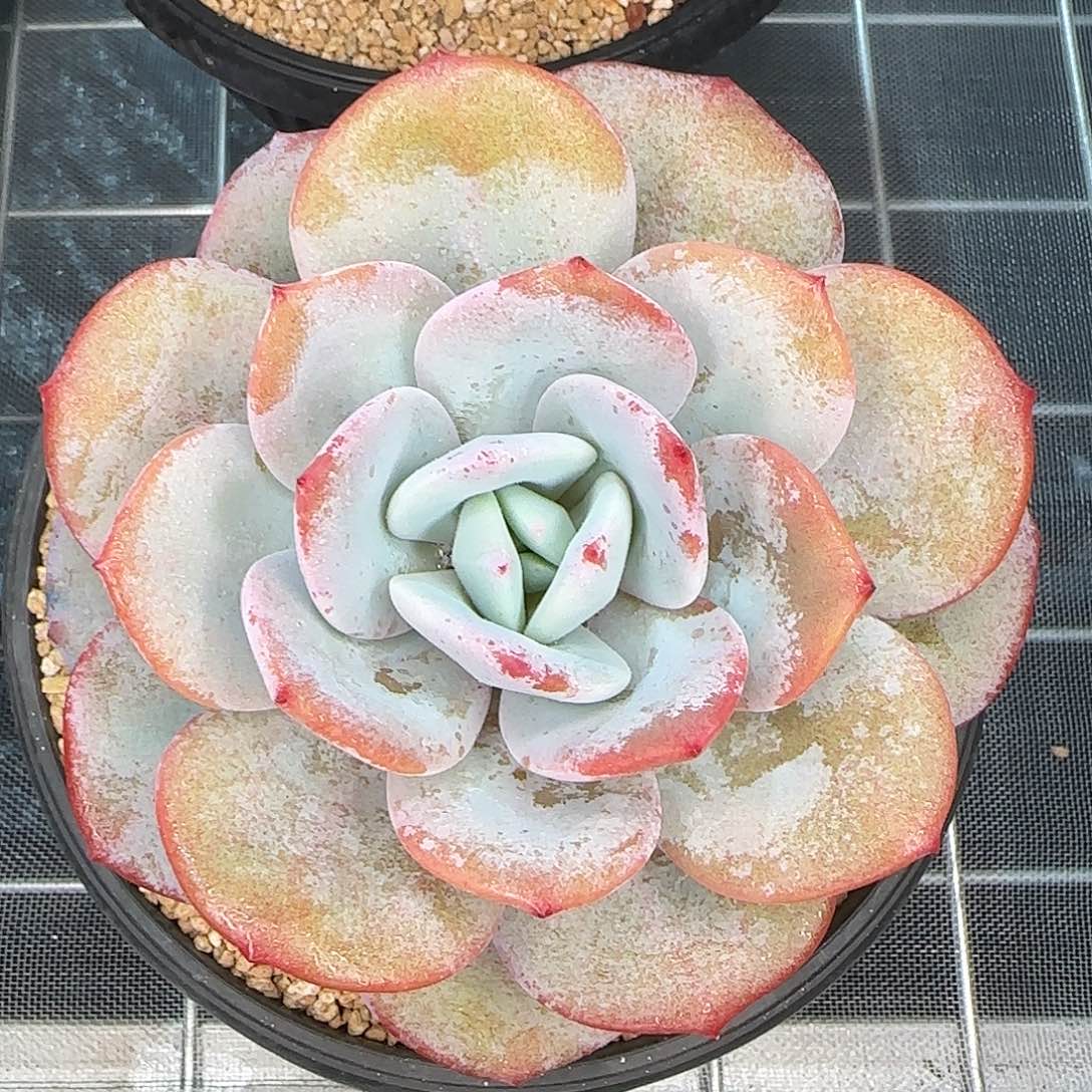 从前慢花园精选奶茶大