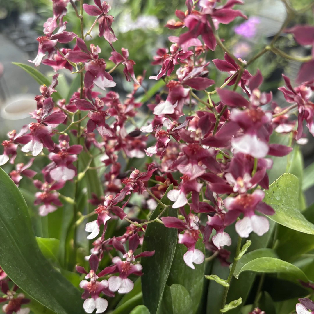 泰国香水文心兰 单支 【小哥专属】开花香适合客厅摆放的盆栽兰花