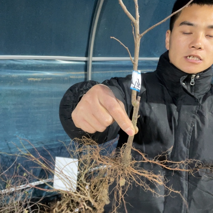红千鸟海棠花一颗