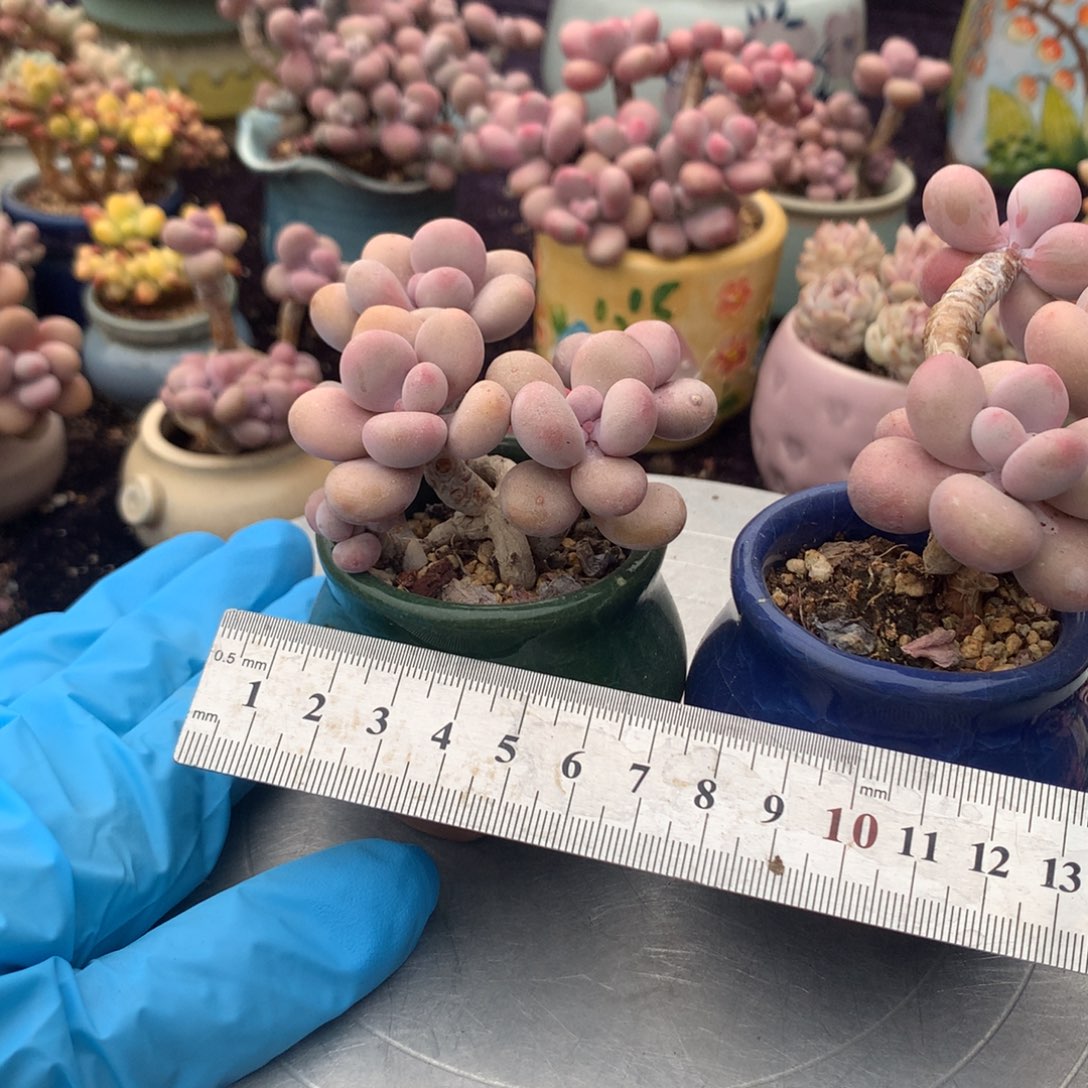 2颗带盆偏远地区不包邮的