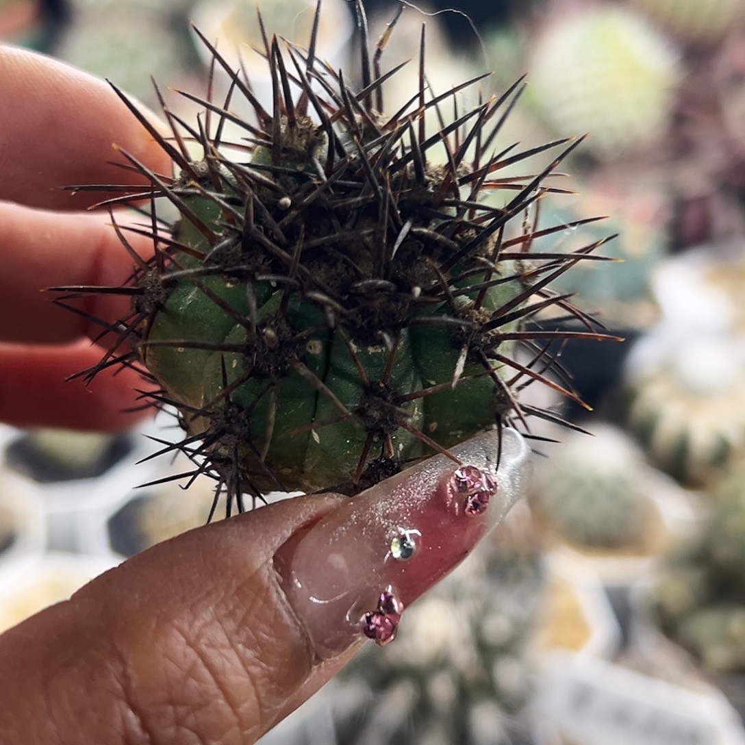 地冠龙仙人球666666666