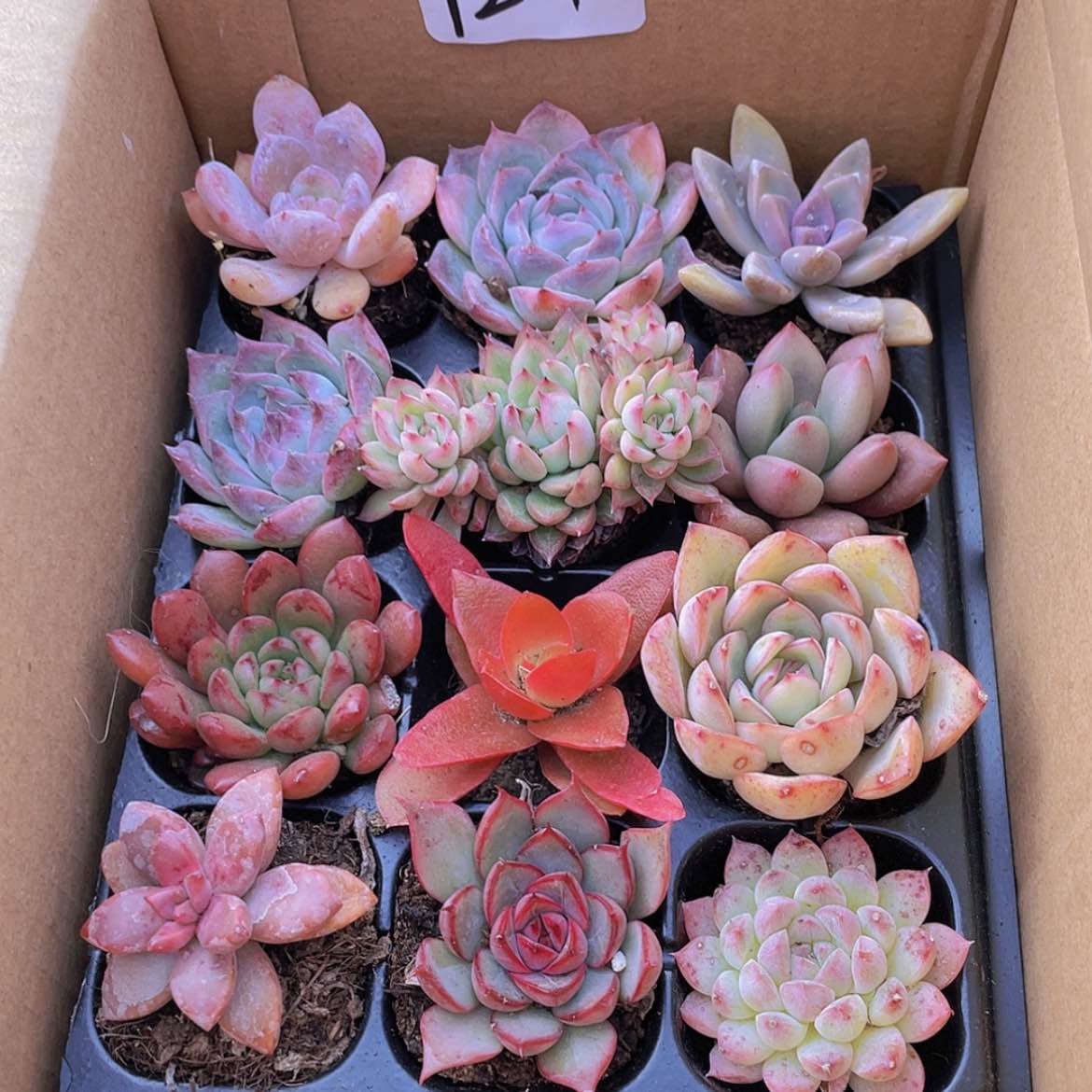 【闪购商品】12颗-1