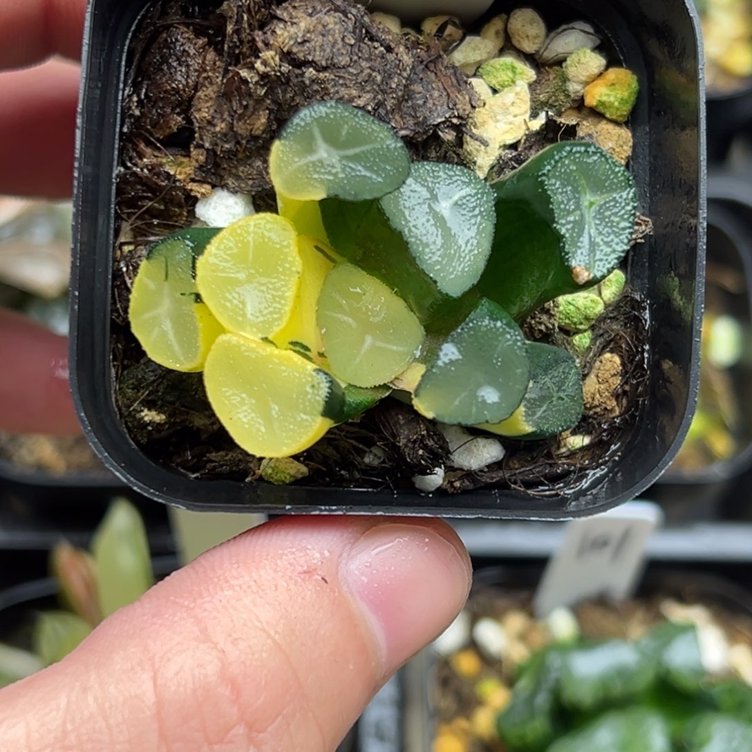 114玉龙万象锦一物一拍