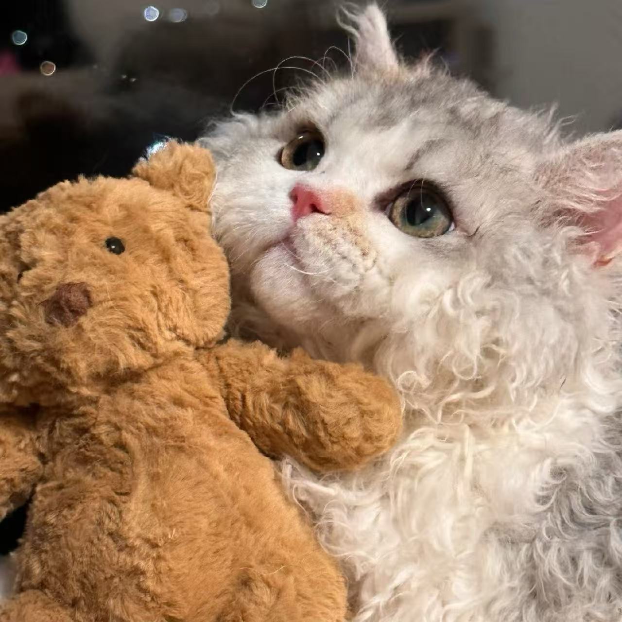 爱立方猫用主食冻干猫粮鸡肉