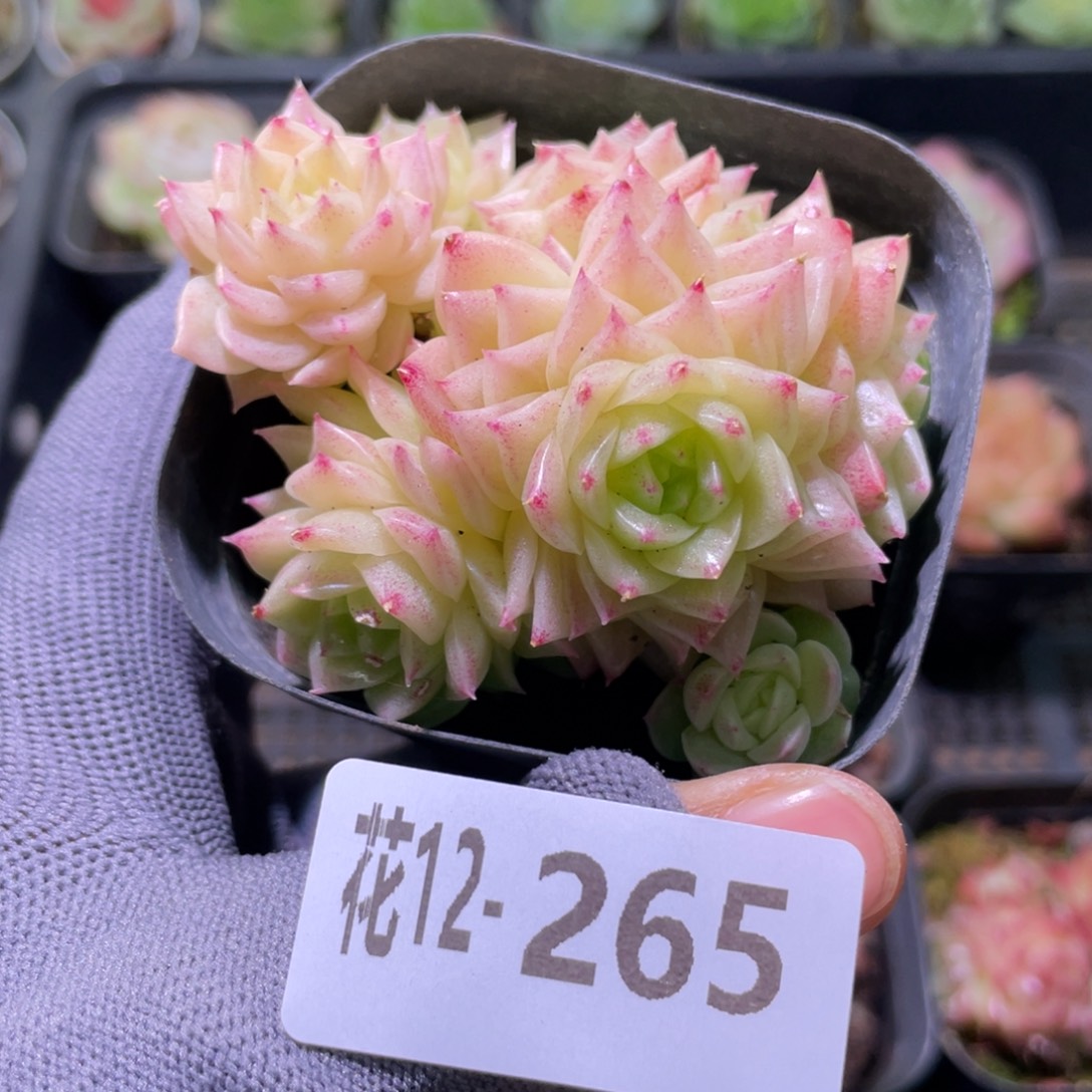 花利美12-265幻影微瑕