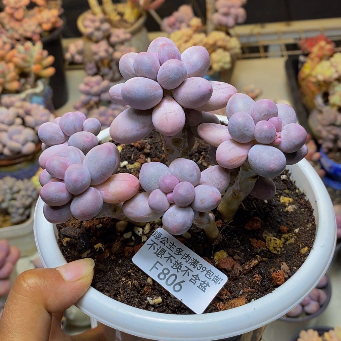 806香水手指奶多肉9c m