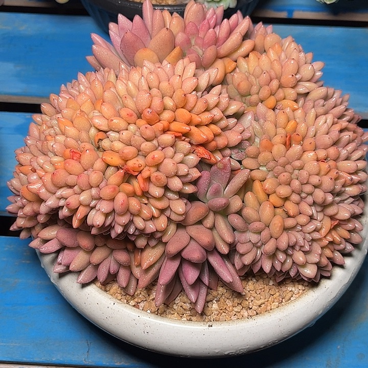 发货多肉植物一物一拍
