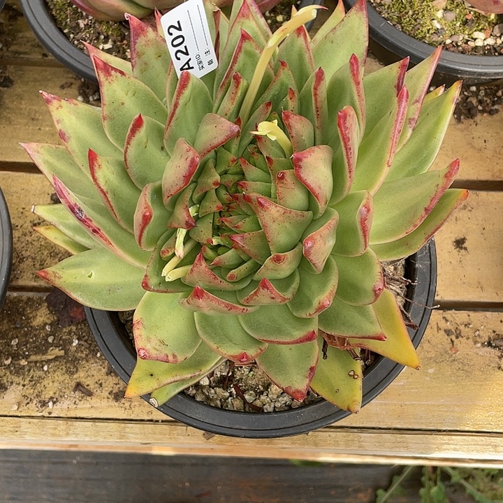 杰***洁若如东云单拍A202