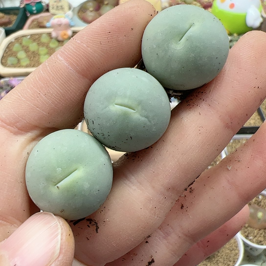 【闪购商品】34 双12限量福利
