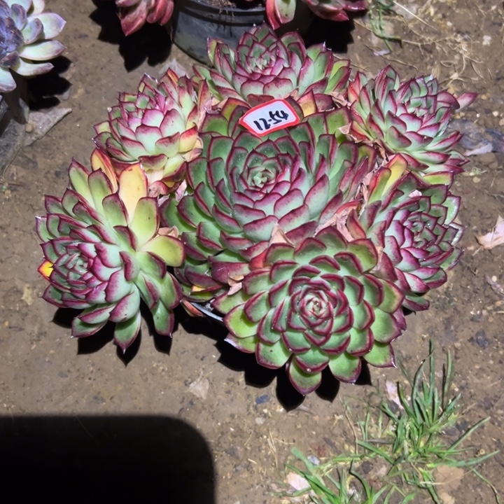 精品多肉植物老桩引火虫