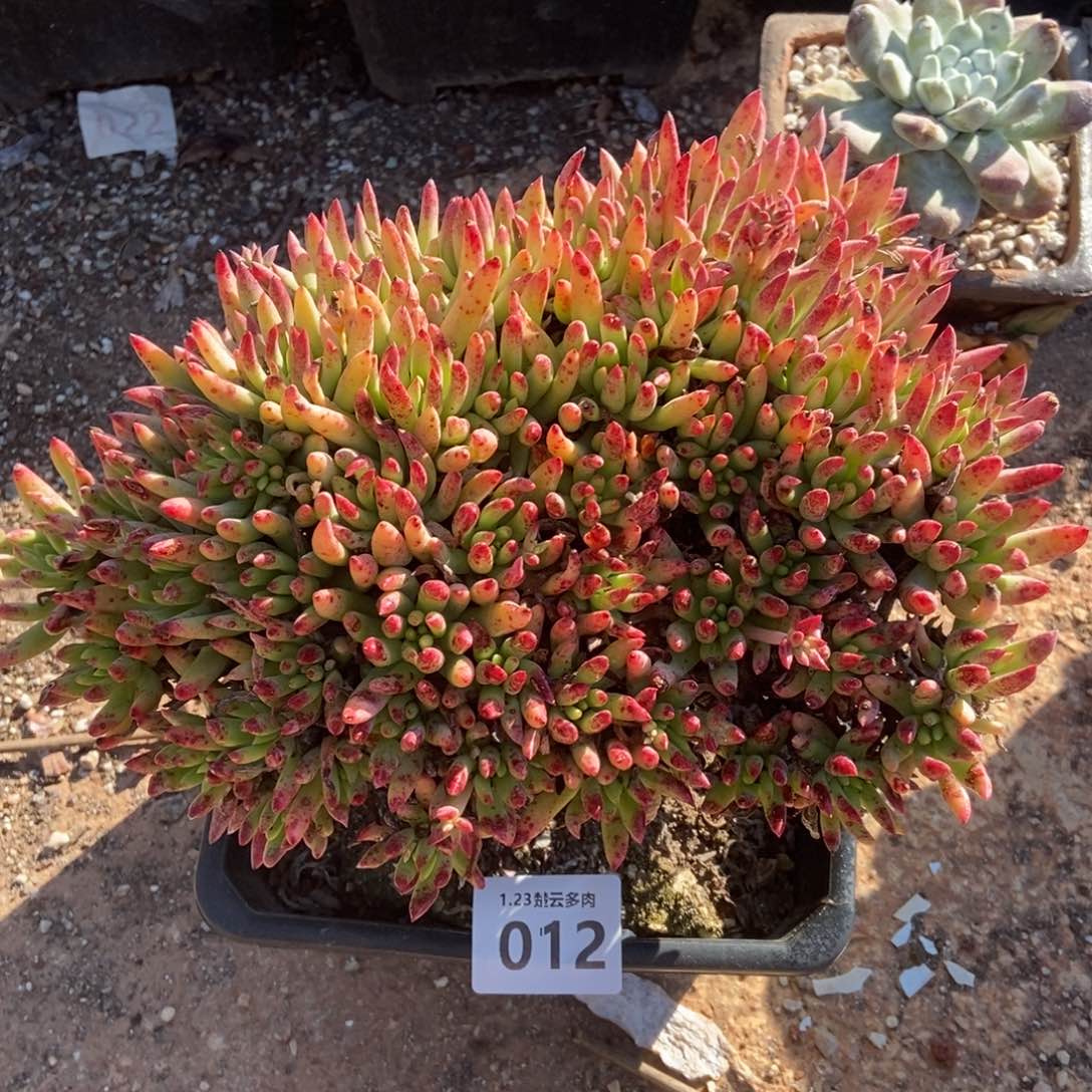 012维斯多肉植物