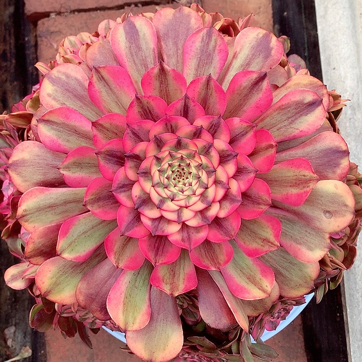 粉体美姬多肉植物啊啊