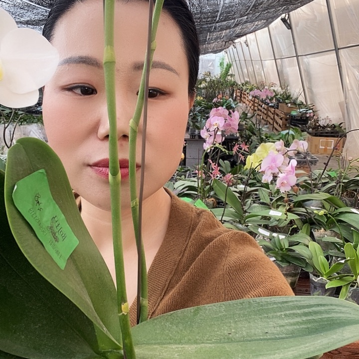 无花朵阿妈蝴蝶兰