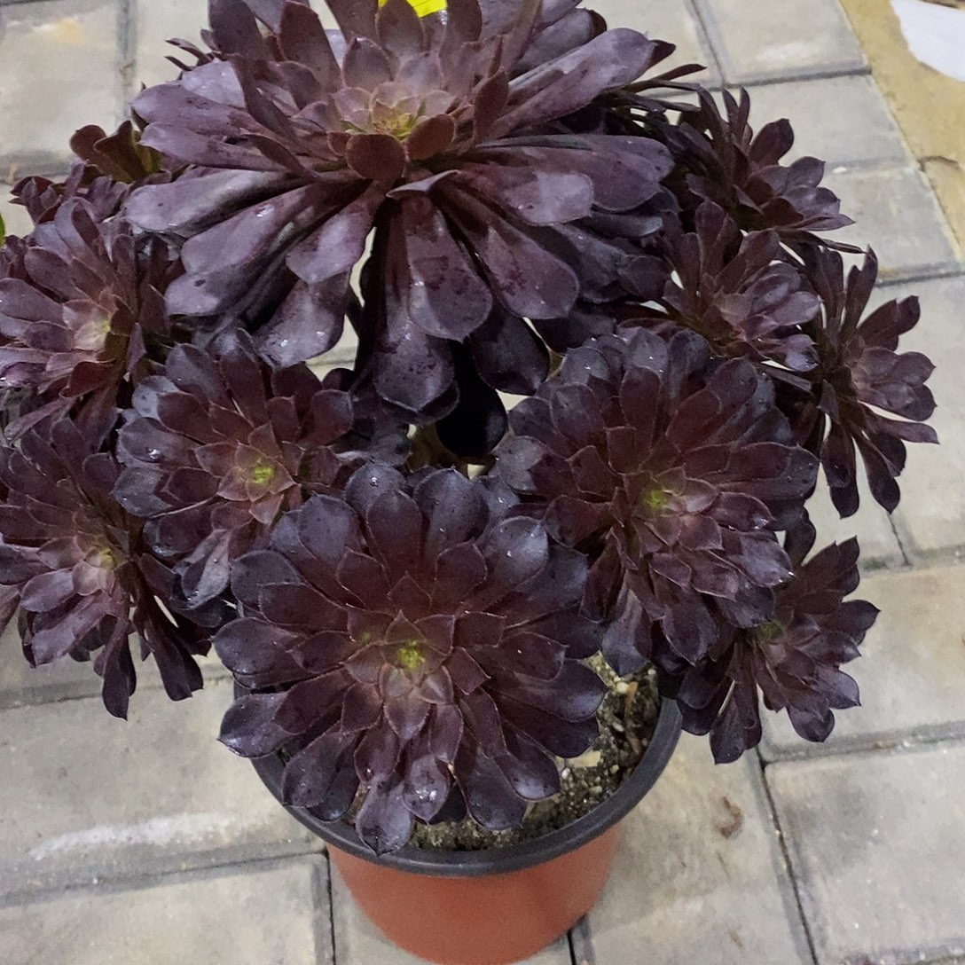 衣***）黑桐壶特价断枝615  