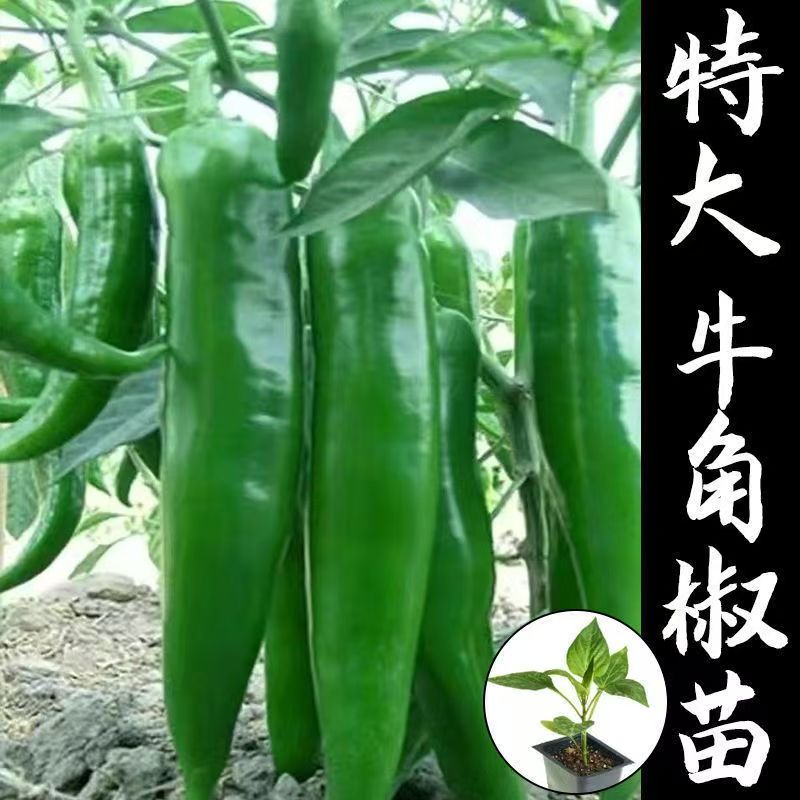 高产牛角椒秧苗新鲜带原土四季辣椒苗微辣有机蔬菜秧苗批发