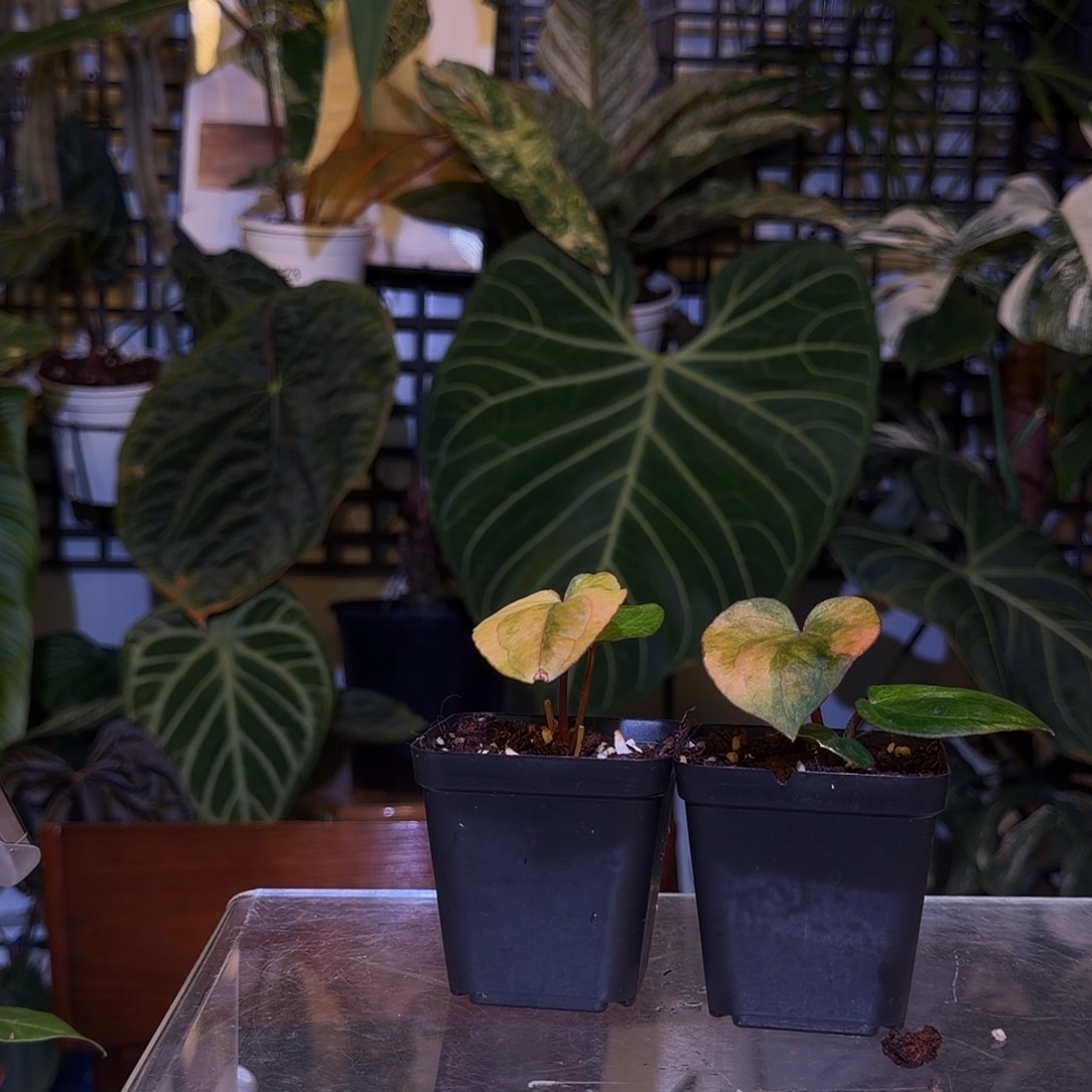 采***爷完全开放F483.484两颗