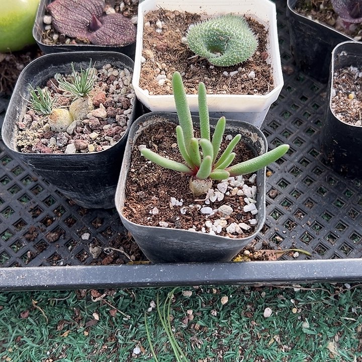 *****毛叶组合，一物一拍