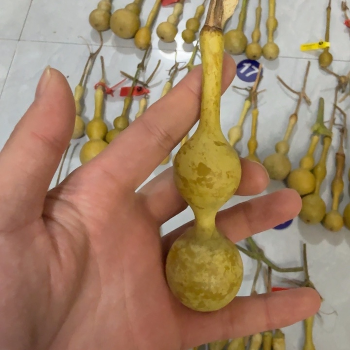 荔***.精品八宝杆子周正