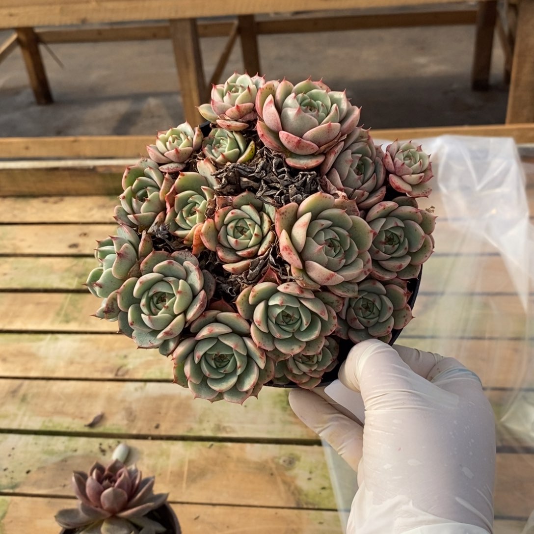 332笨吧蒂斯一物一拍