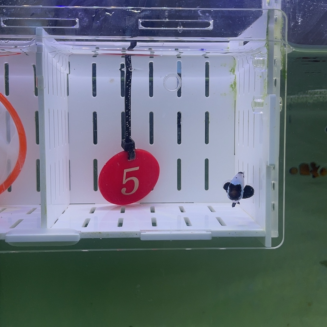 海水鱼喷点黑冰小丑