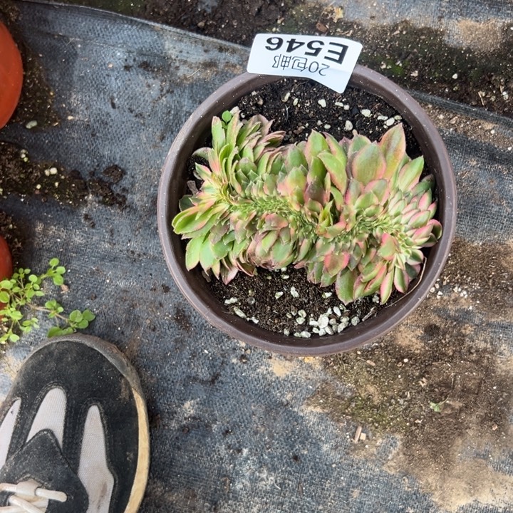 多肉植物546种植物