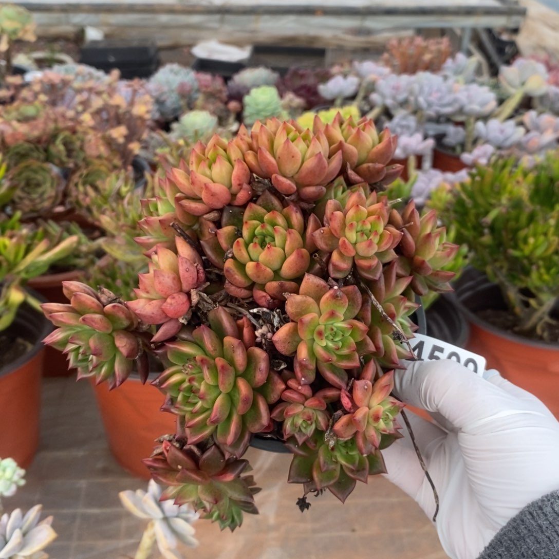 4509东云群一物一拍