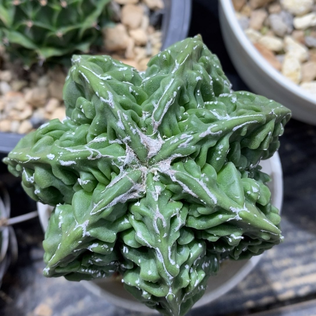 实生核桃鸾凤玉7.5cm
