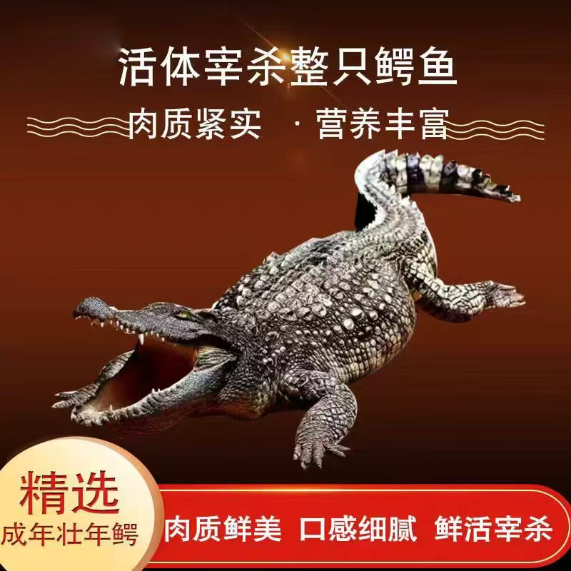 人工养殖鳄新鲜现杀烧烤清蒸红烧清炖（咨询主播实时下单）