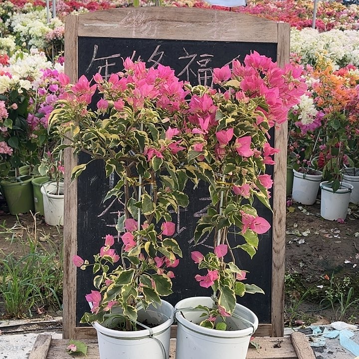 完全开放三角梅辣染粉