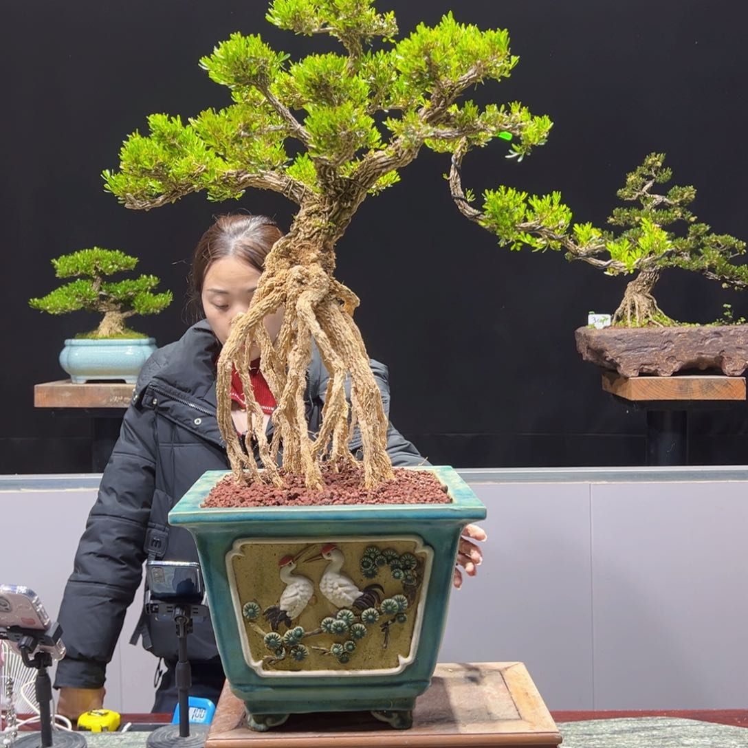 四季常青老桩黄杨盆景三*三