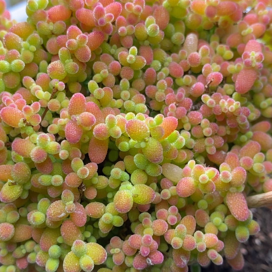 蜜桔糖球A683年后发货