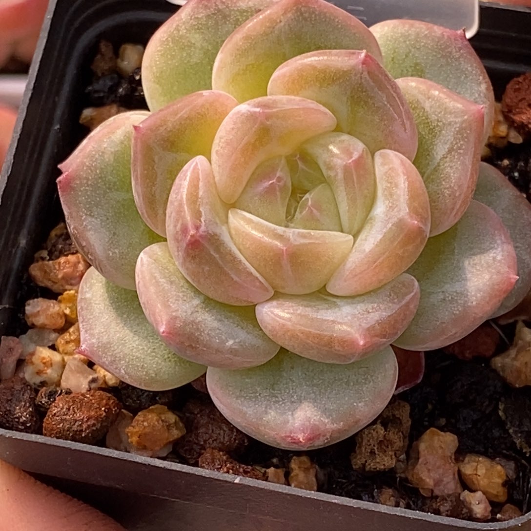 天官赐福百无禁忌