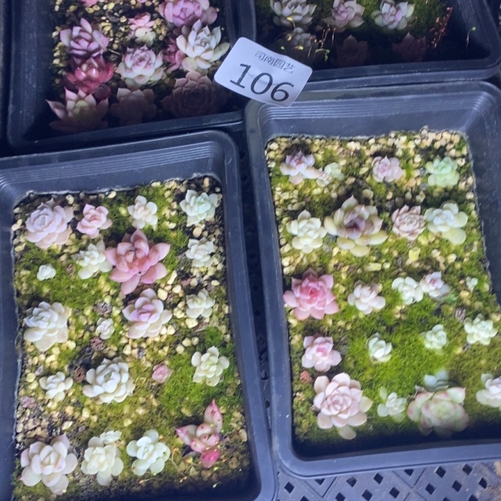 106 多肉植物盆栽花卉
