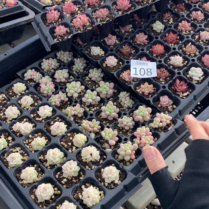 108 多肉植物盆栽花卉