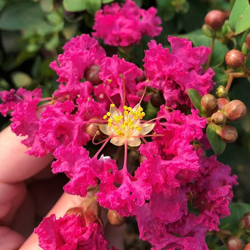 紫薇花盆栽老桩四季开花好养耐热耐寒适合阳台庭院绿植
